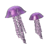 mêduse gif jellyfish - GIF animé gratuit