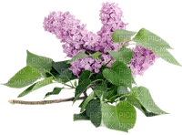 Fleur.Hortensia.Hydrangea.Flower.Victoriabea