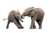 elefant milla1959 - безплатен png