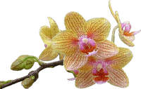 цветок - darmowe png