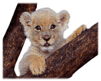 Lions.S - 免费PNG