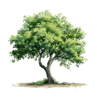 drzewo - png grátis