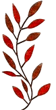 leaves/deco - png grátis