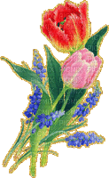 тюльпаны - Бесплатный анимированный гифка