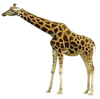 girafe - zadarmo png