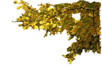 Ветка с  листьями - png ฟรี