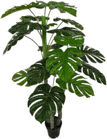 Тропическое дерево - zdarma png