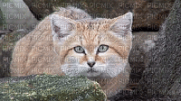 cave cat - Ingyenes animált GIF