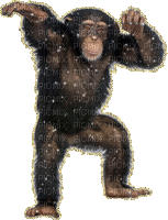 monkey - Animovaný GIF zadarmo