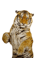 Tiger - zdarma png