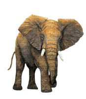 Kaz_Creations Elephants Elephant - Free PNG