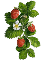 kikkapink spring flowers strawberries strawberry - darmowe png