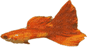 guppy swimming - Nemokamas animacinis gif