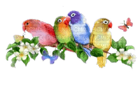 pajaros  multicolor dubravka4 - PNG gratuit