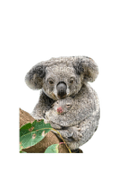Australia animals koala bp - δωρεάν png
