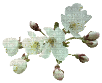 kwiaty - Бесплатный анимированный гифка
