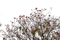 Branches - darmowe png