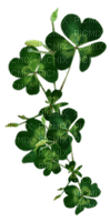 Clovers - Free PNG