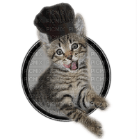 Kaz_Creations  Cats Cat Kittens Kitten - zdarma png