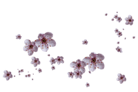fleurs - nemokama png