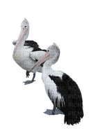 twin pelicans - Free PNG
