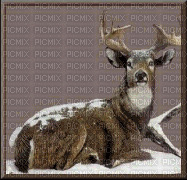 deer - Besplatni animirani GIF