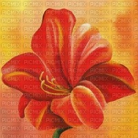Hintergrund, Blume, Lilie, rot/orange - PNG gratuit