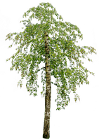 Дерево - ücretsiz png