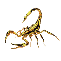 scorpion - GIF animado gratis
