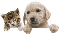 chien chat cat dog - Free PNG