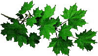 green leaves vert feuilles gif - Kostenlose animierte GIFs