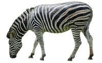 Kaz_Creations Zebra - nemokama png