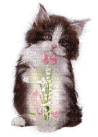 chat muguet cat lily of the valley - PNG gratuit
