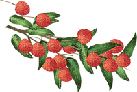 fruit lychee bp - 免费PNG