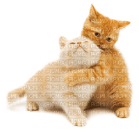 Kaz_Creations Cats Kittens Cat Kitten - nemokama png