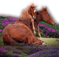 Horses - png grátis