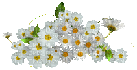 Blume, fleur, flower Margariten - GIF animasi gratis