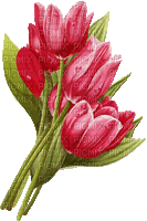 tulips flowers pink red spring - GIF animasi gratis