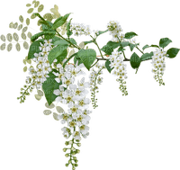 white wisteria Bb2 - zdarma png