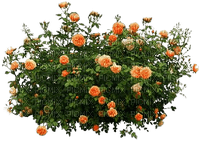 róże - kostenlos png