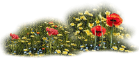 flores  campo dubravka4 - png gratis
