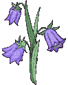 fleurs - Bezmaksas animēts GIF