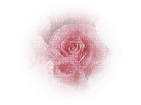 tube rose - bezmaksas png
