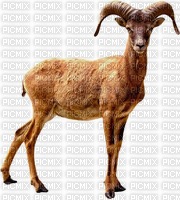 Mouflondor - gratis png
