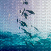 underwater sous l'eau ocean ozean  water eau sea meer mer  paysage landscape image fond background  summer ete gif anime animated animation fish dolphin dauphin delphin