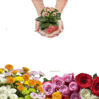 flower,rose,hands - kostenlos png
