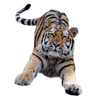 tigre - PNG gratuit