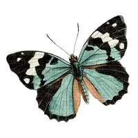 blue butterfly Bb2 - bezmaksas png