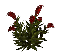 plants anastasia - Animovaný GIF zadarmo