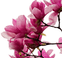 fleur- rose-magnolia-flower